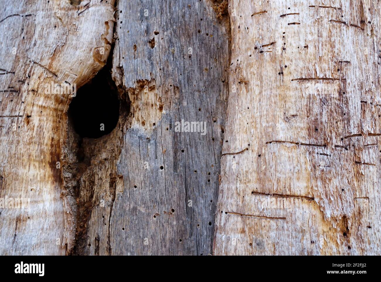 Bark beetles in a tree Stock Photo Alamy