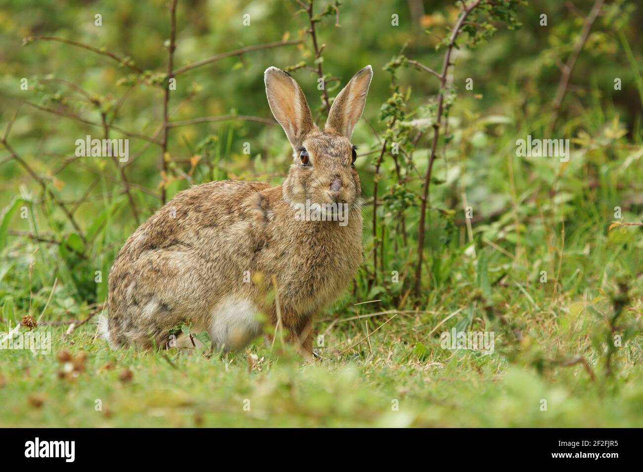 British bunny hi-res stock photography and images - Alamy