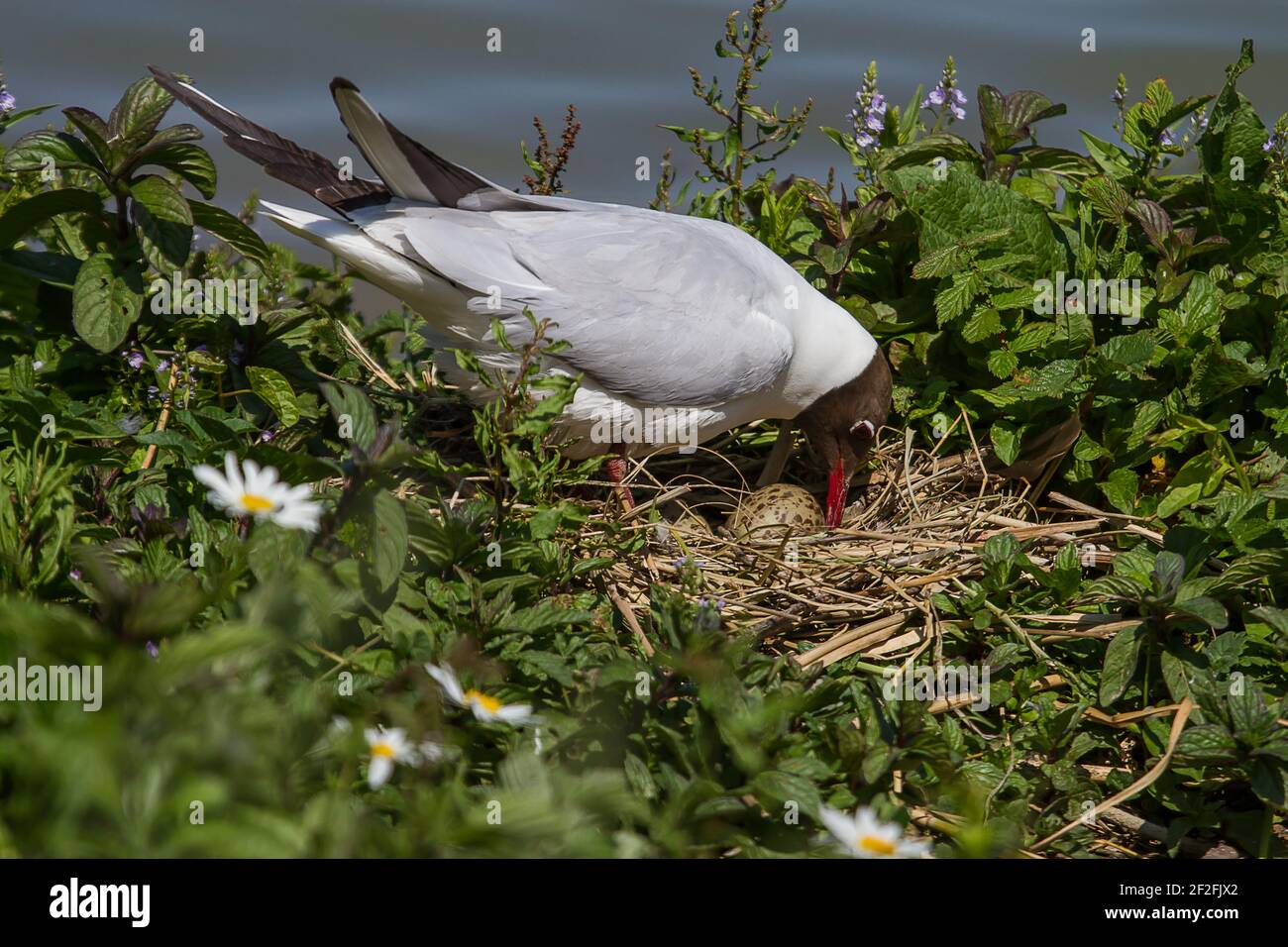 A Black Headed Gull turning an egg on it's nest Stock Photo