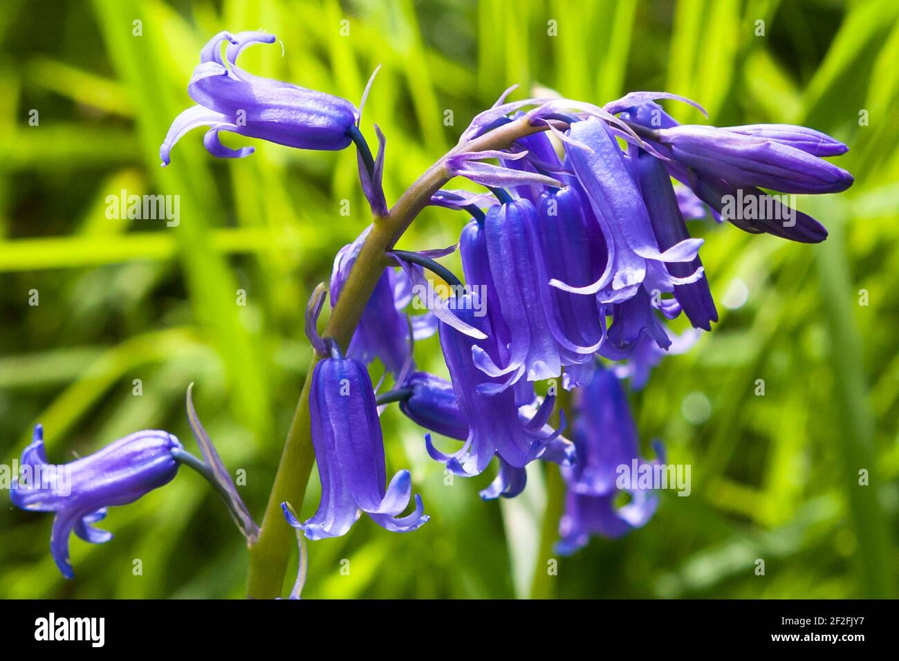 Close-up of bluebells (Hyacinthoides non-scripta) growing in Alver Valley Country Park, Gosport, Hampshire, England, UK Stock Photo