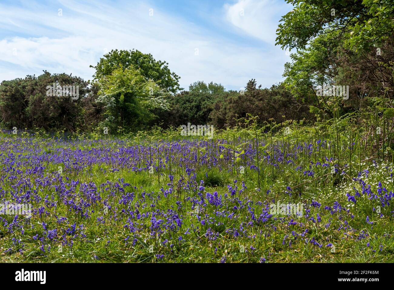 A carpet of bluebells (Hyacinthoides non-scripta) growing in Alver Valley Country Park, Gosport, Hampshire, England, UK Stock Photo