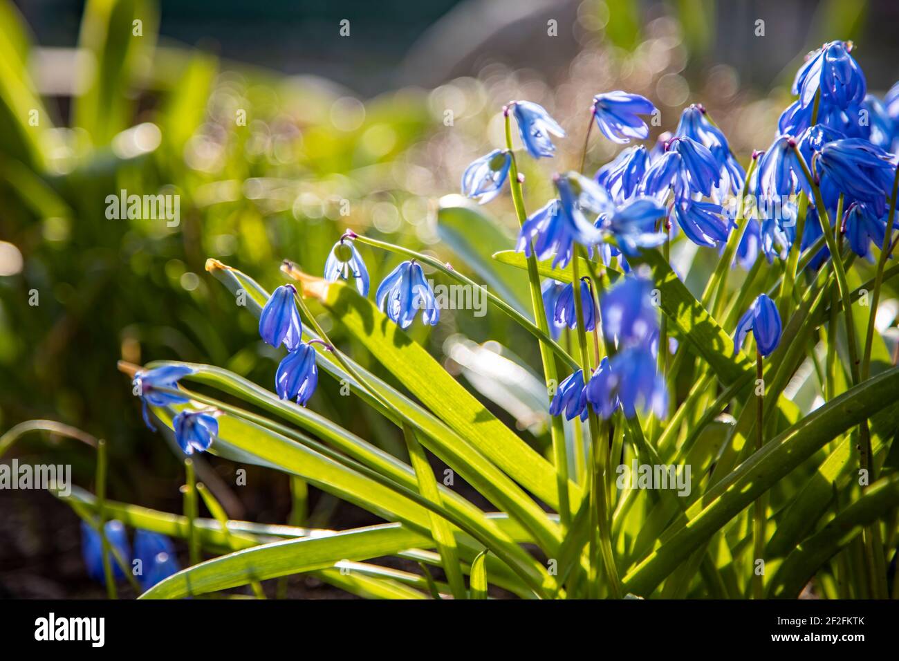 first spring flowers blue snowdrops in the sunhine close-up soft focus ...