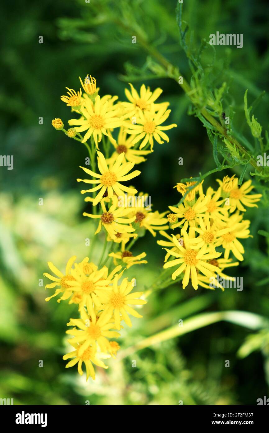 Jacobaea (Jacobaea vulgaris) is a poisonous herb that is dangerous to