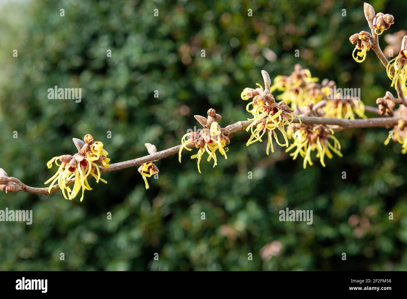 witch-hazel-hamamelis-mollis-pallida-flowering-in-a-southern-english