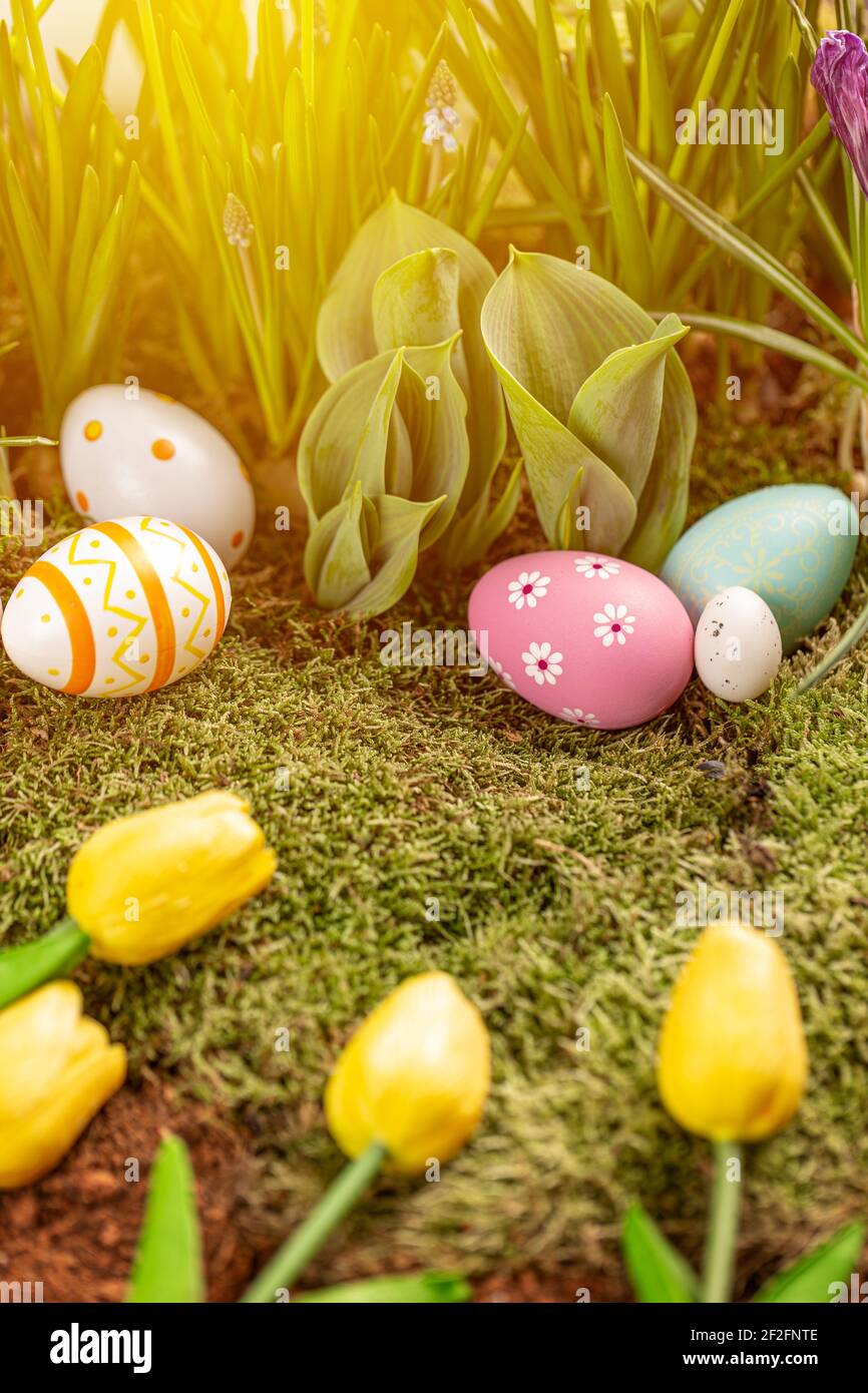 Colorful Easter eggs and beautiful spring flowers laid on moss Stock Photo