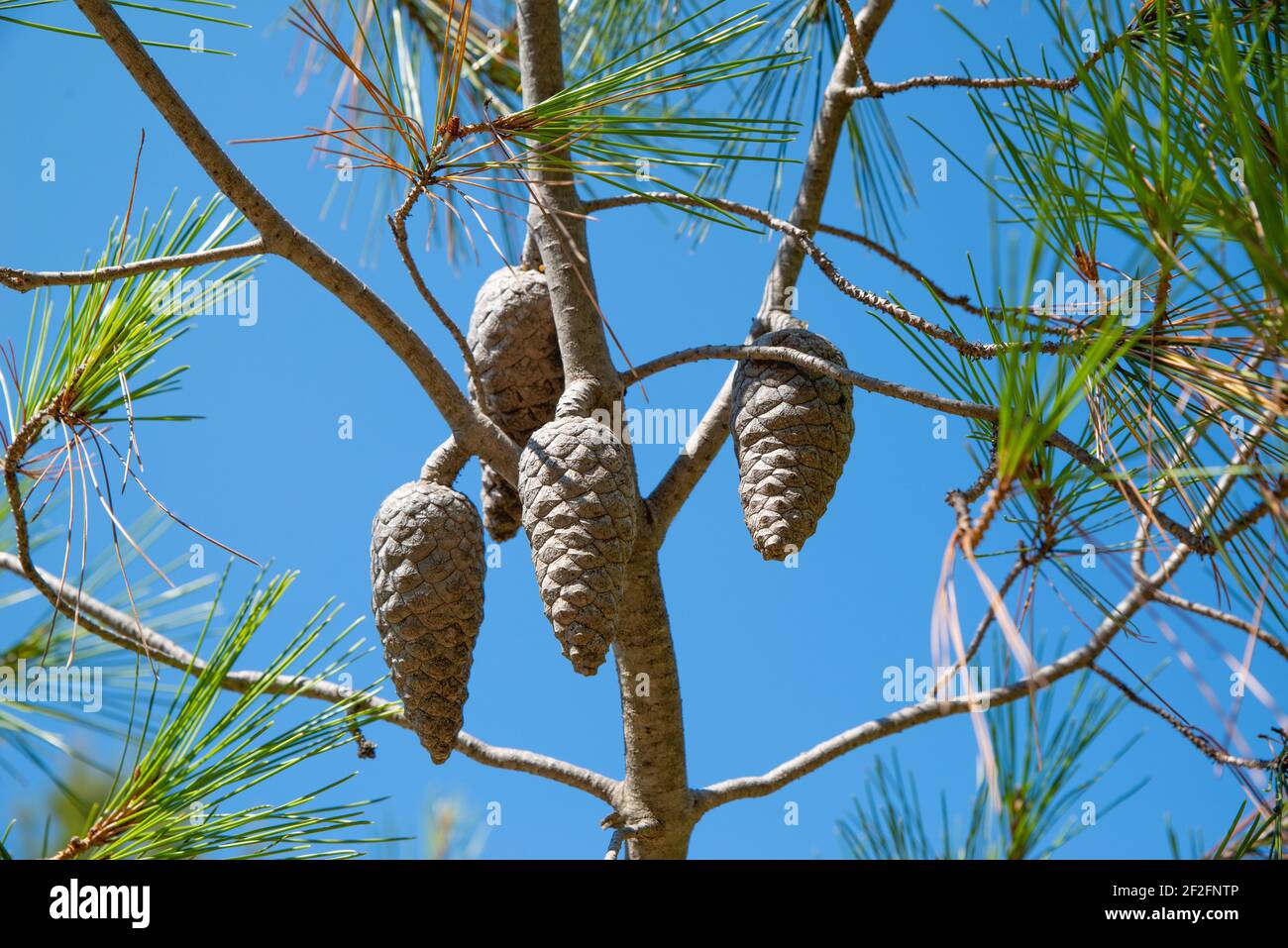 Pine cones hanging on the pine tree Stock Photo
