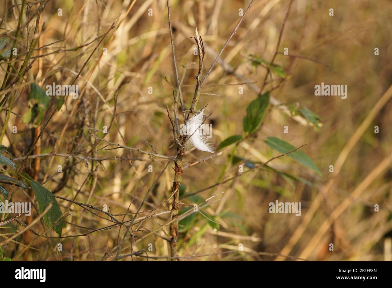 wild grassland spaces, an important habitat for life on earth - free as a feather Stock Photo
