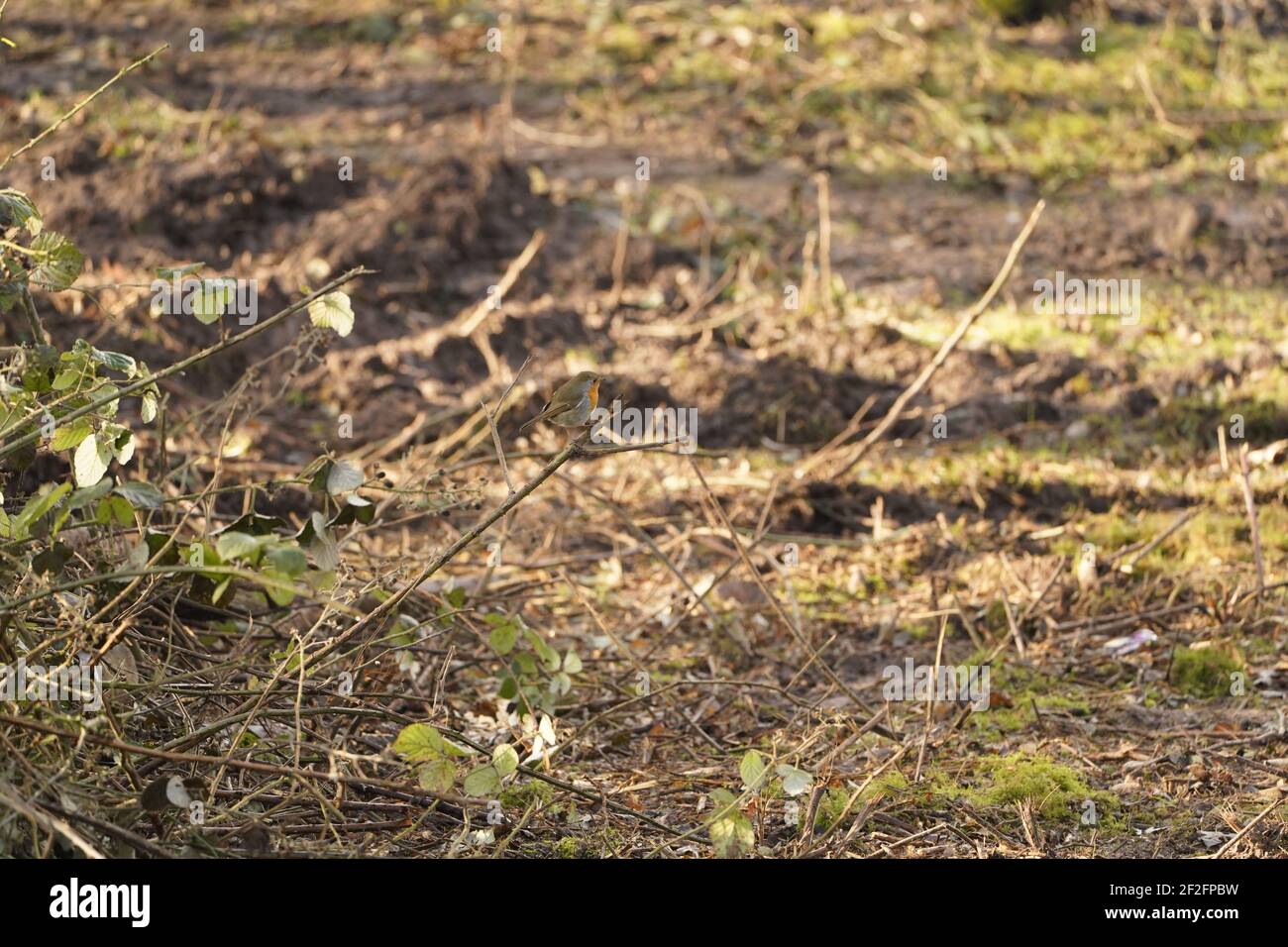 wild grassland spaces, an important habitat for life on earth Stock Photo