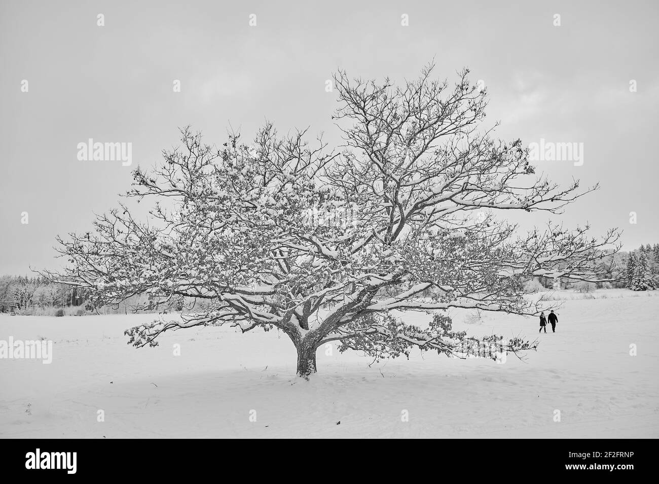 Winterlandschaft in Tauchenweiler Weiherwiesen im Ostalbkreis. Einzelne kleine Eiche in Schnee. Stock Photo