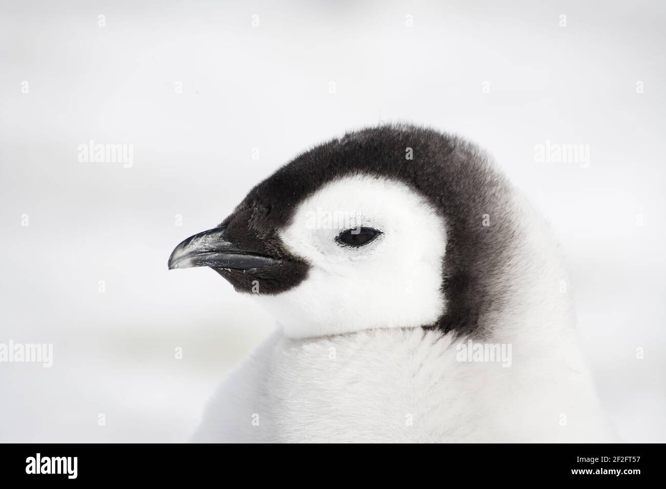 Emperor Penguin - Chick Close Up Aptenodytes forsteri Snow Hill Island Antarctica BI011885 Stock Photo