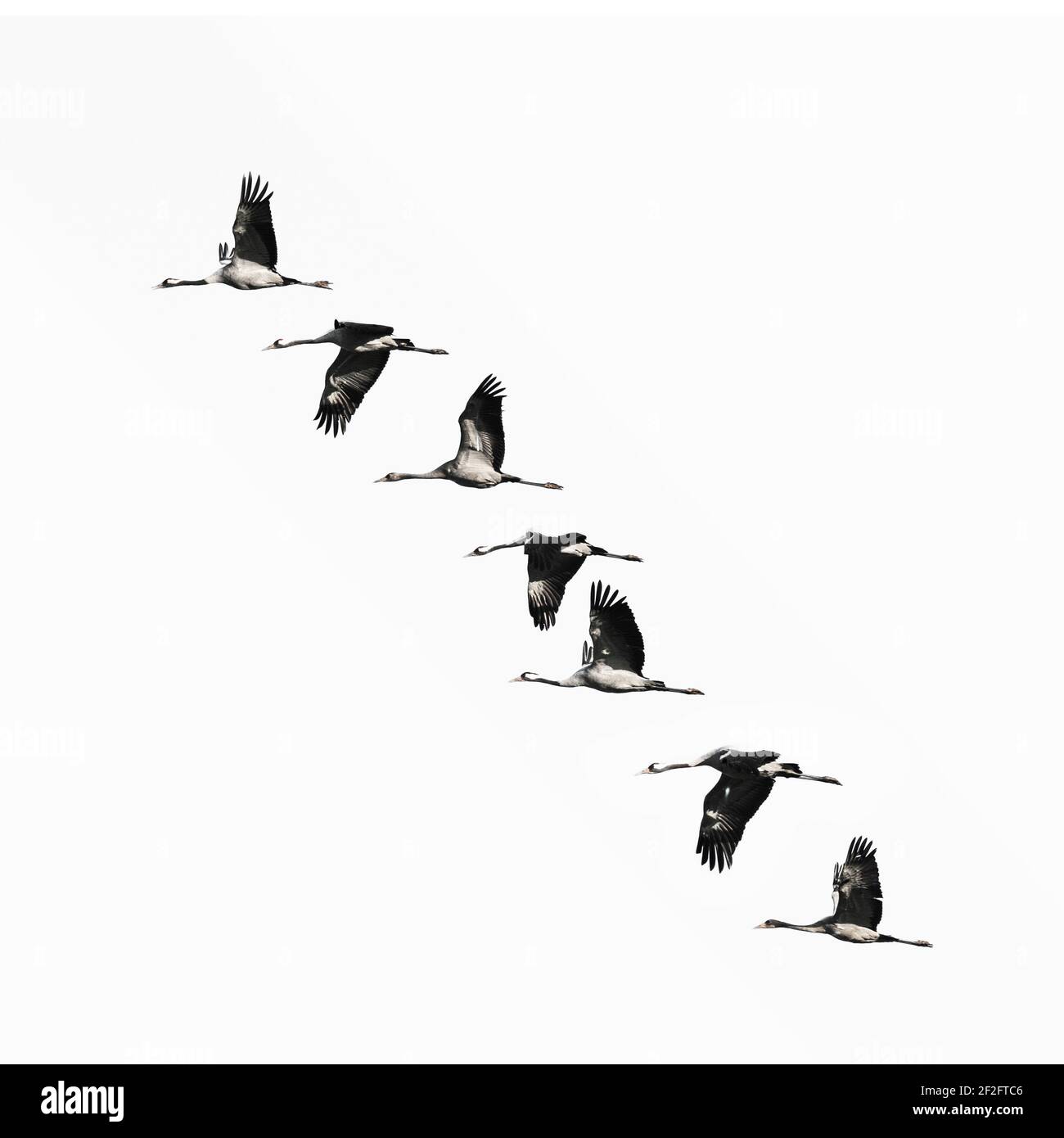 Cranes in formation flight [M] Stock Photo