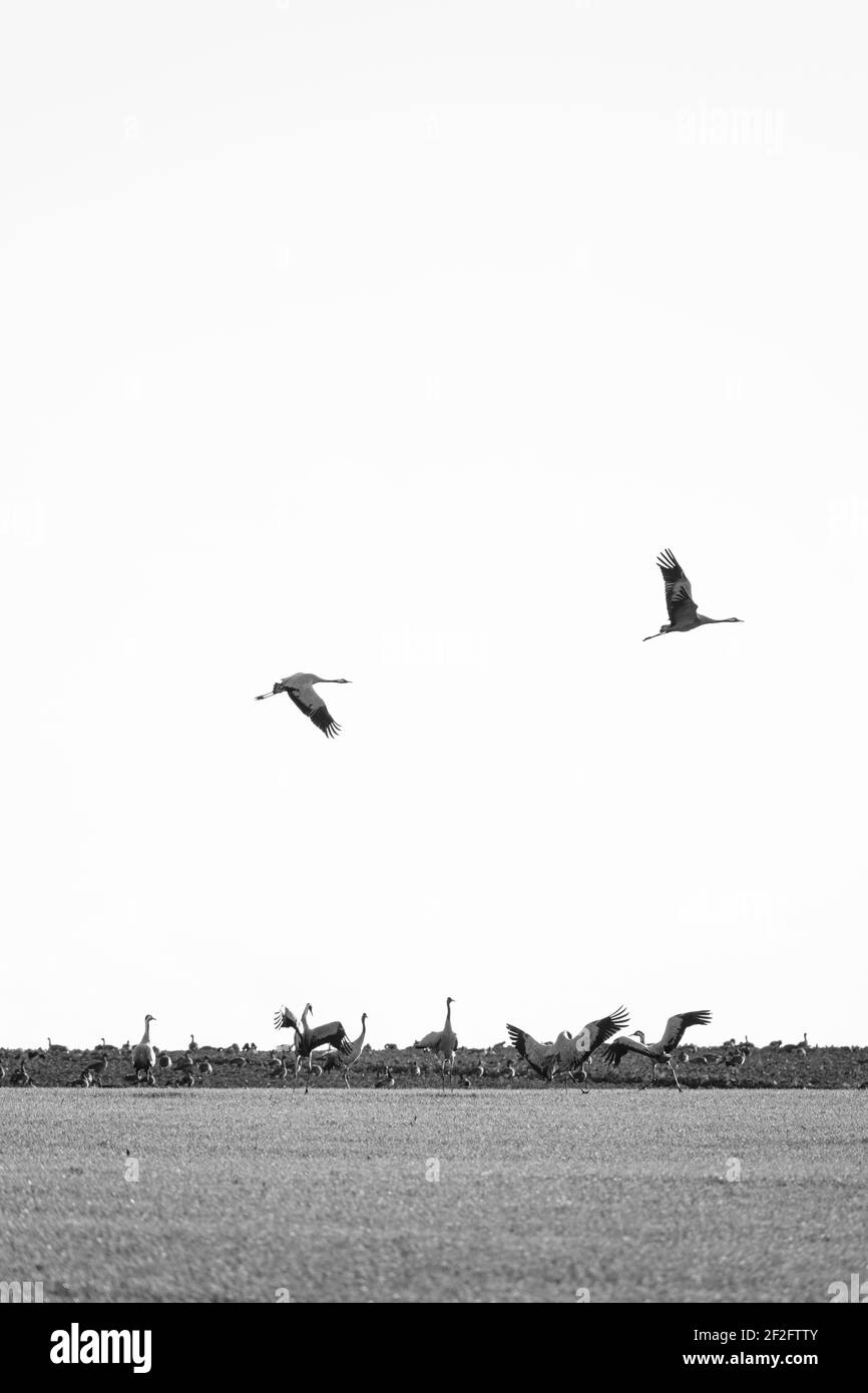 Cranes in dance and in flight Stock Photo
