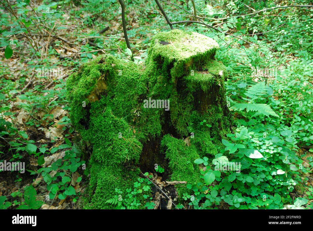 Old stump, stump, mossy, forest, green forest, forest grass Stock Photo