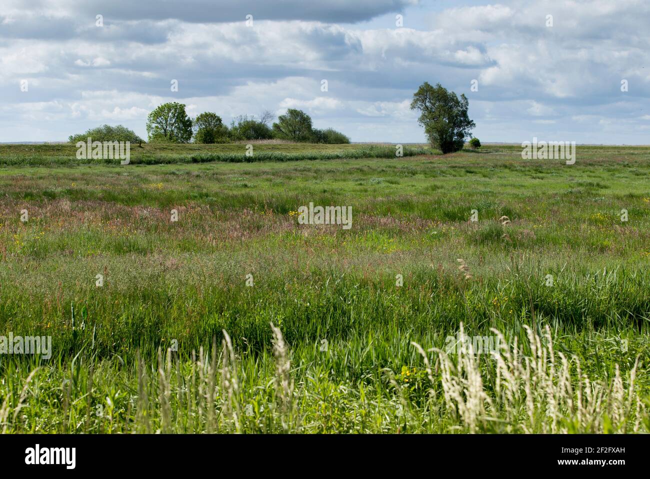Wet meadows, Usedom Stock Photo