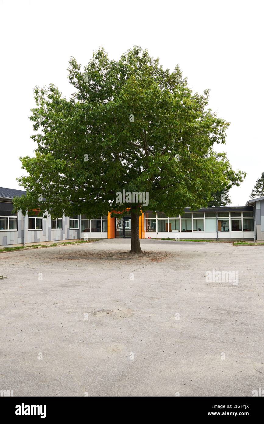 big green tree in the middle of the school backyard Stock Photo