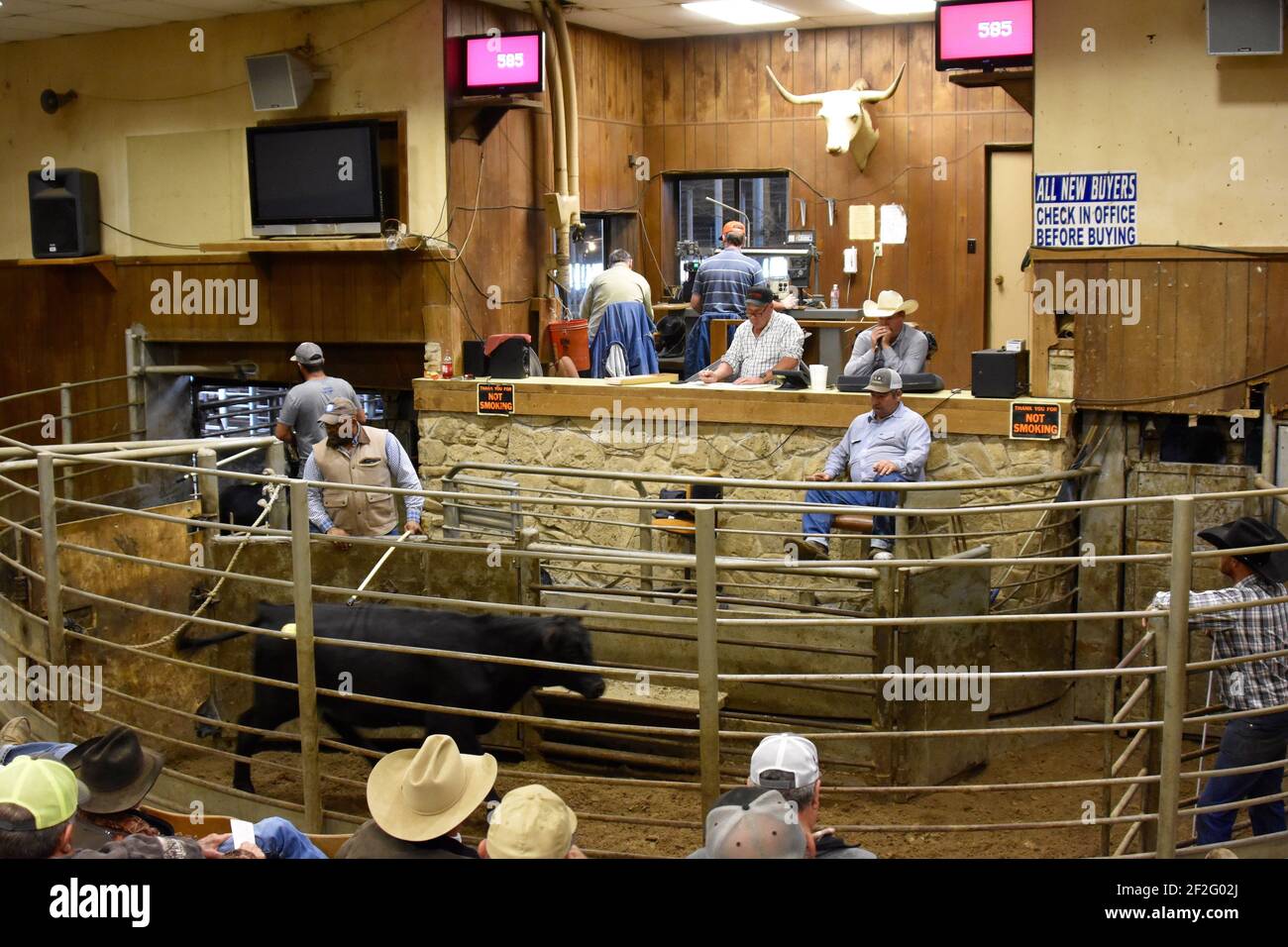 Livestock auction usa hires stock photography and images Alamy
