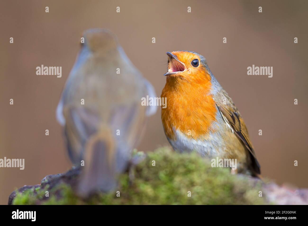 Front close up of a wild, UK robin bird (Erithacus rubecula) with beak wide open calling for food to another robin. Stock Photo