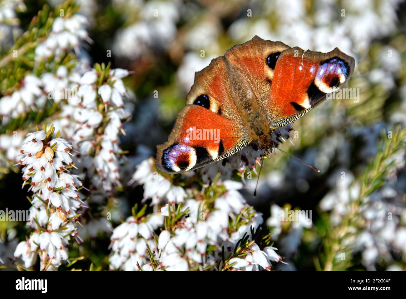 European Peacock butterfly (Inachis io) eating on white heather flower seen from above Stock Photo