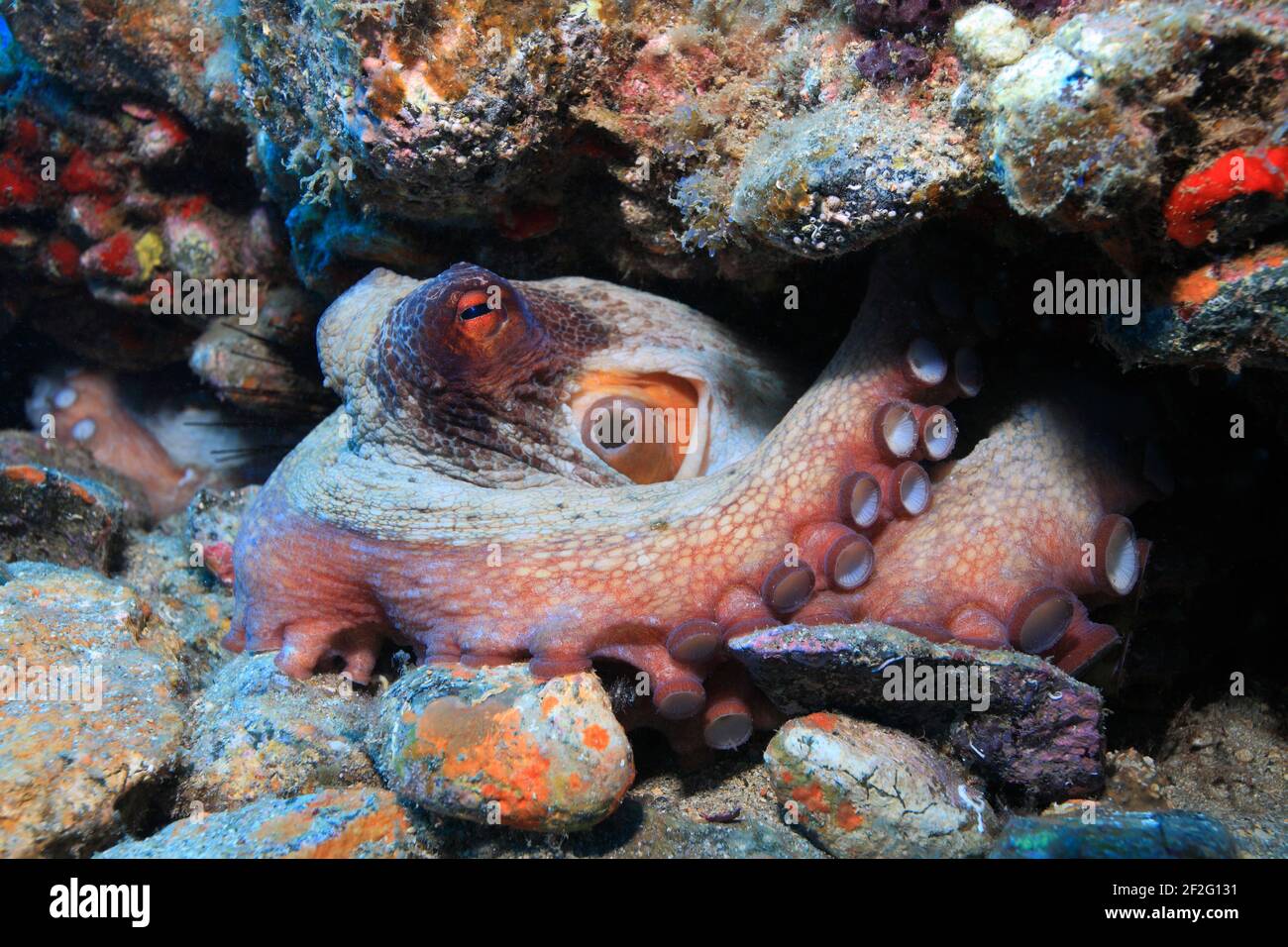 Gewöhnlicher Krake (Octopus vulgaris) verschanzt sich in seiner Höhle (Gran Canaria, Kanarische Inseln, Atlantischer Ozean) - Common Octopus (Gran Can Stock Photo