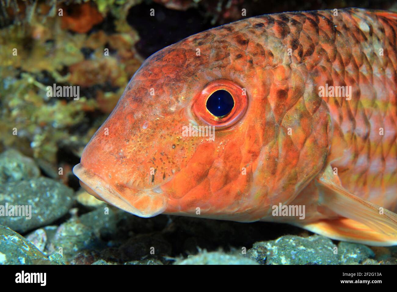 Streifen-Meerbarbee (Mullus surmuletus), (Gran Canaria, Kanarische Inseln, Atlantischer Ozean) - Striped mulled (Gran Canaria, Canary Islands, Atlanti Stock Photo