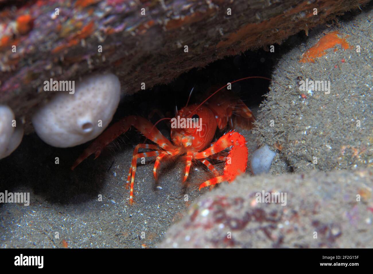 Roter Atlantik-Riffhumme (Enoplometopus antillensis) in Riffhöhle, (Gran Canaria, Kanarische Inseln, Atlantischer Ozean) - Reef Crayfish (Gran Canaria Stock Photo