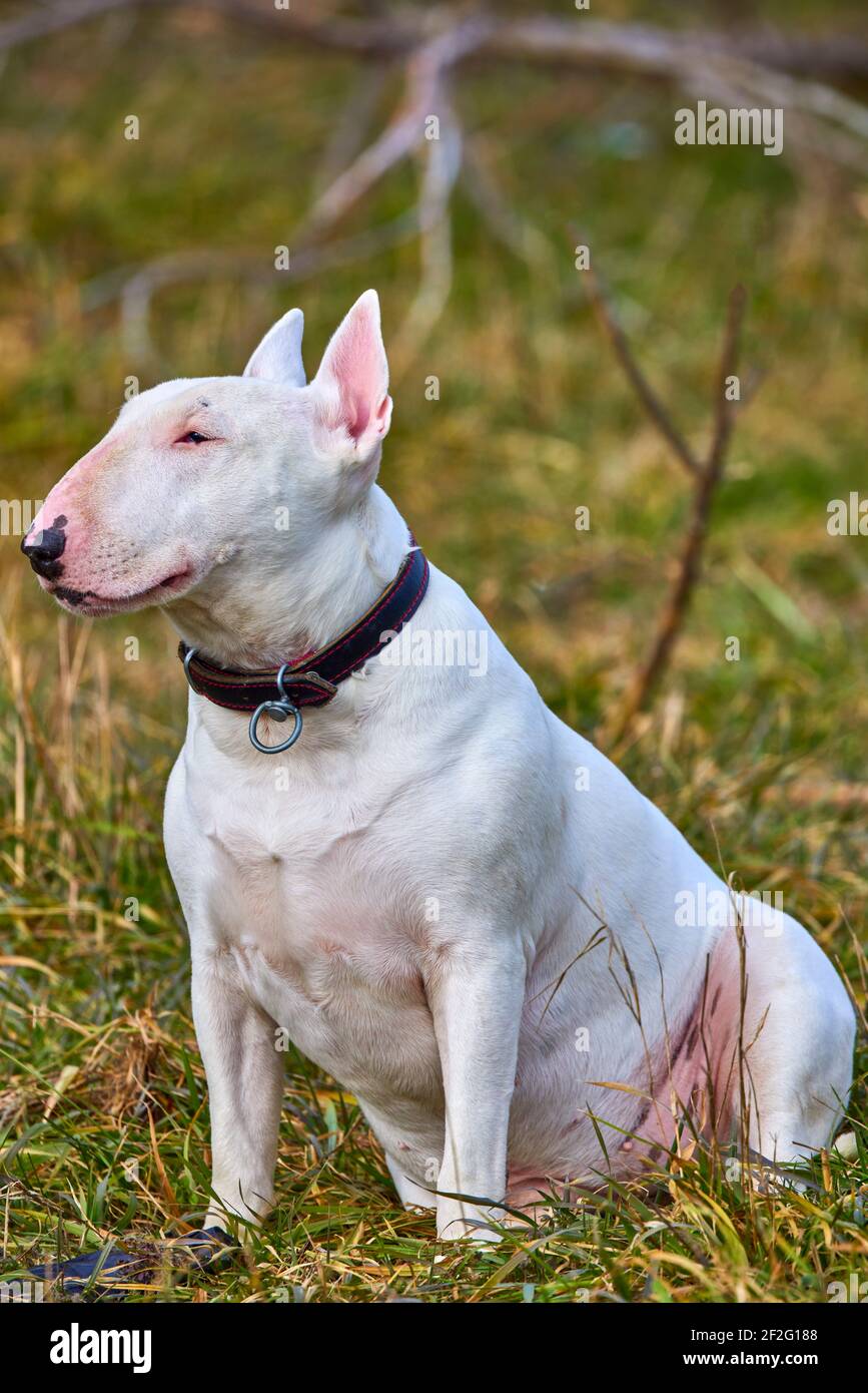 white english bull terrier puppy sitting outdoors Stock Photo - Alamy