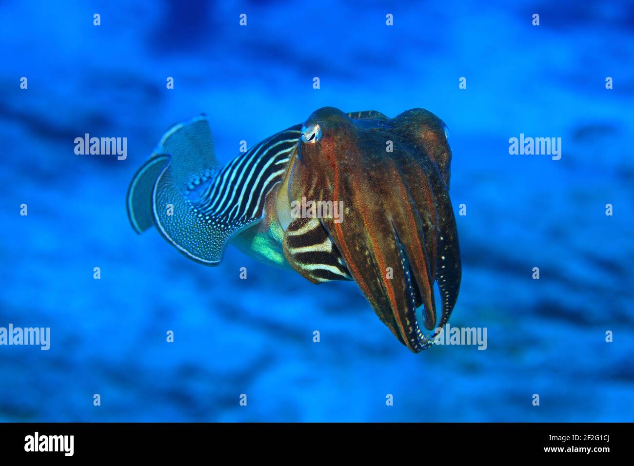 Gewöhnliche Sepie, Sepia officinalis, (Gran Canaria, Kanarische Inseln, Atlantischer Ozean) -  Common Cuttlefish (Gran Canaria, Canary Islands, Atlant Stock Photo