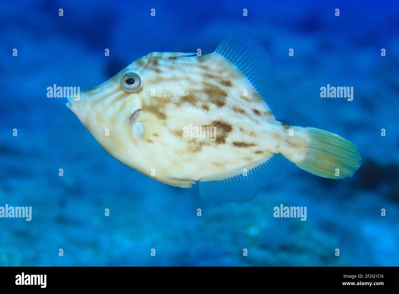 Brauner Feilenfisch (Stephanolepis hispidus), (Gran Canaria, Kanarische Inseln, Atlantischer Ozean) - Planehead filefish (Gran Canaria, Canary islands Stock Photo