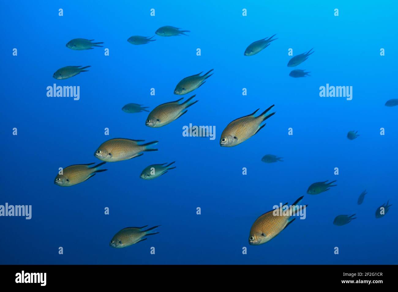 Atlantische Mönchsfische (Chromis limbata), (Kanarische Inseln, Atlantischer Ozean) - Atlantic damselfish (Canary Islands, Atlantic Ocean) Stock Photo