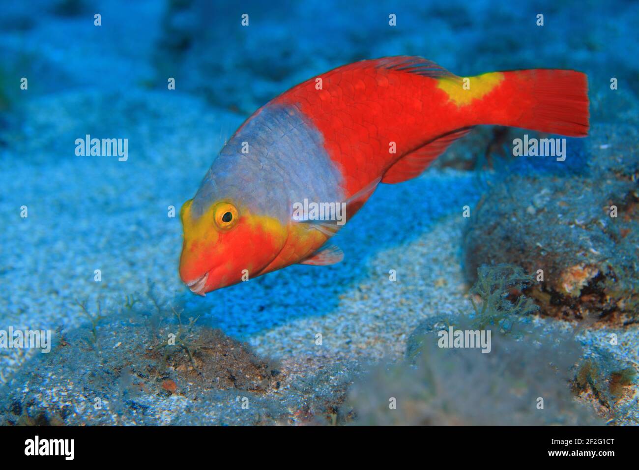 Europäischer Papageienfisch, Sparisoma cretense, (Gran Canaria, Kanarische Inseln, Atlantischer Ozean) - European parrotfish (Gran Canaria, Canary isl Stock Photo