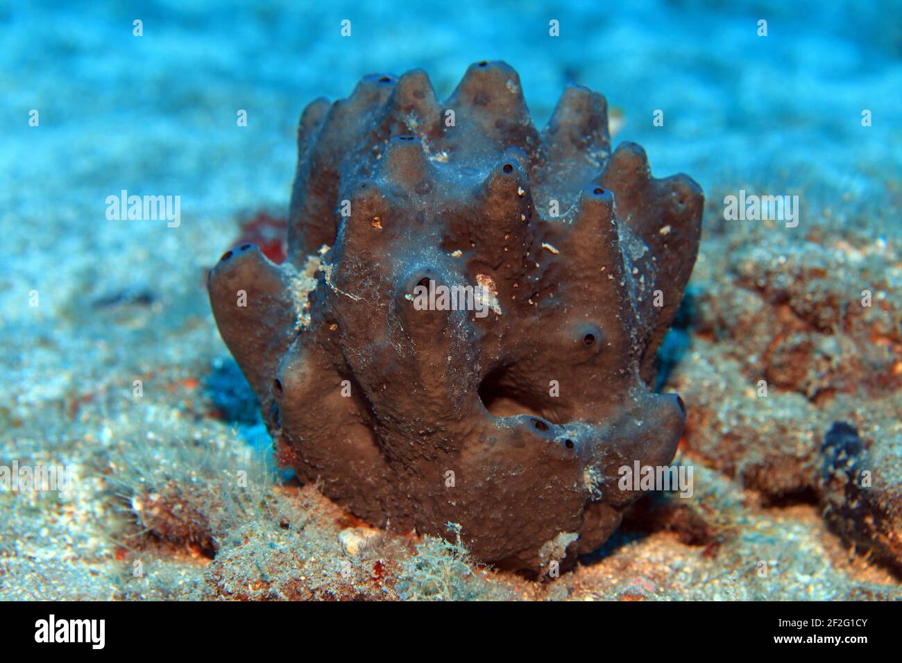 Schwamm (Gran Canaria, Kanarische Inseln, Atlantischer Ozean) - Sponge (Gran canaria, Canary islands, Atlantic ocean) Stock Photo