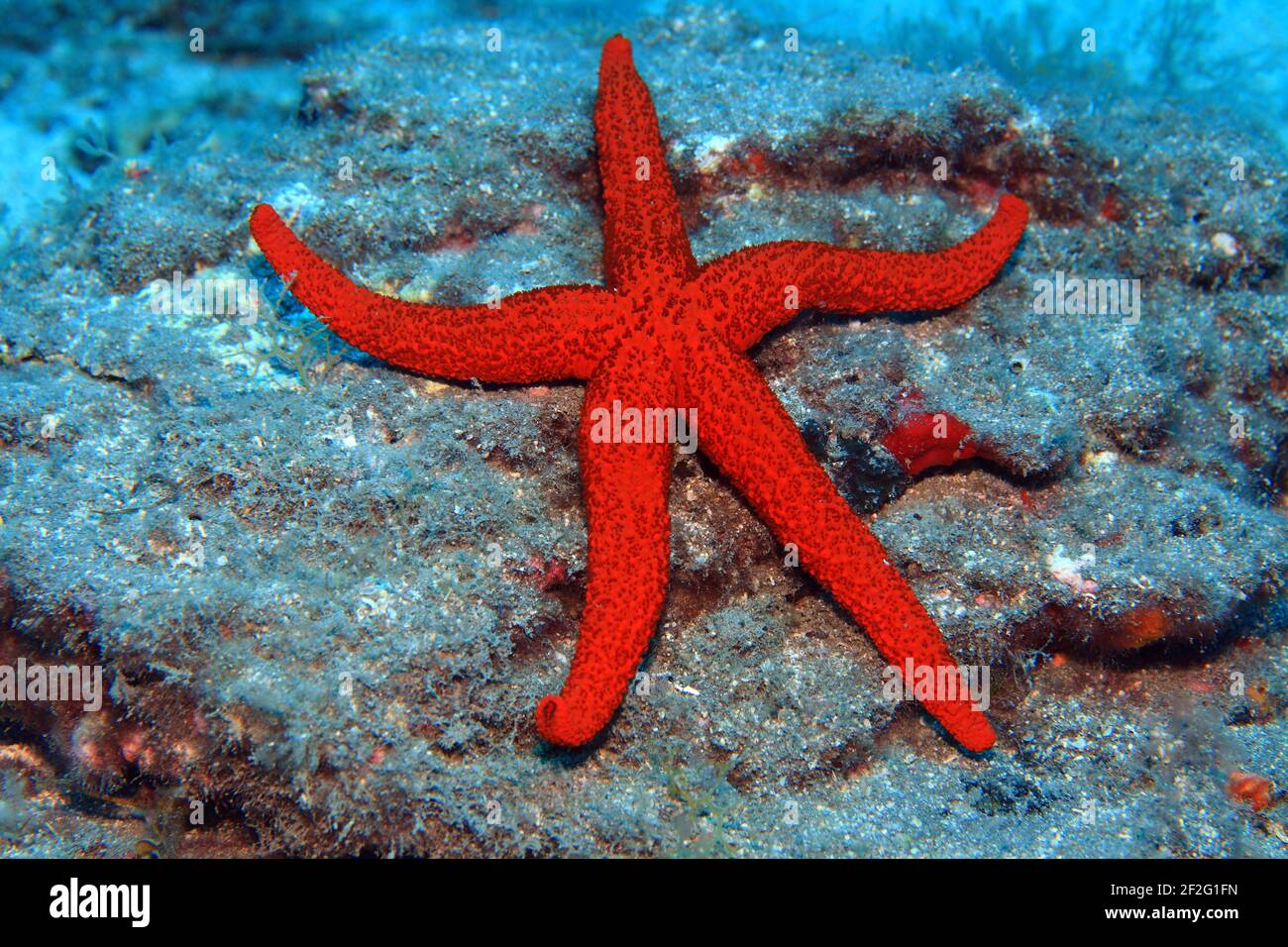 Roter Seestern, Echinaster sepositus (Gran Canaria, Kanarische Inseln, Atlantischer Ozean) - Starfish (Gran Canaria, Canary islands, Atlantic) Stock Photo