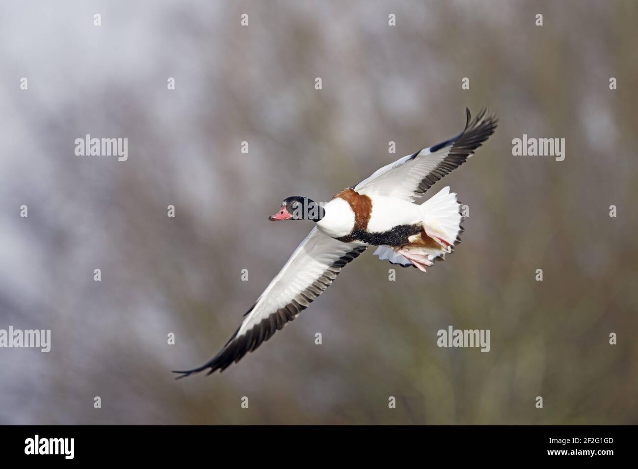 Shelduck - In Flight Tadorna tadorna Severn Valley Gloucestershire, UK BI013081 Stock Photo