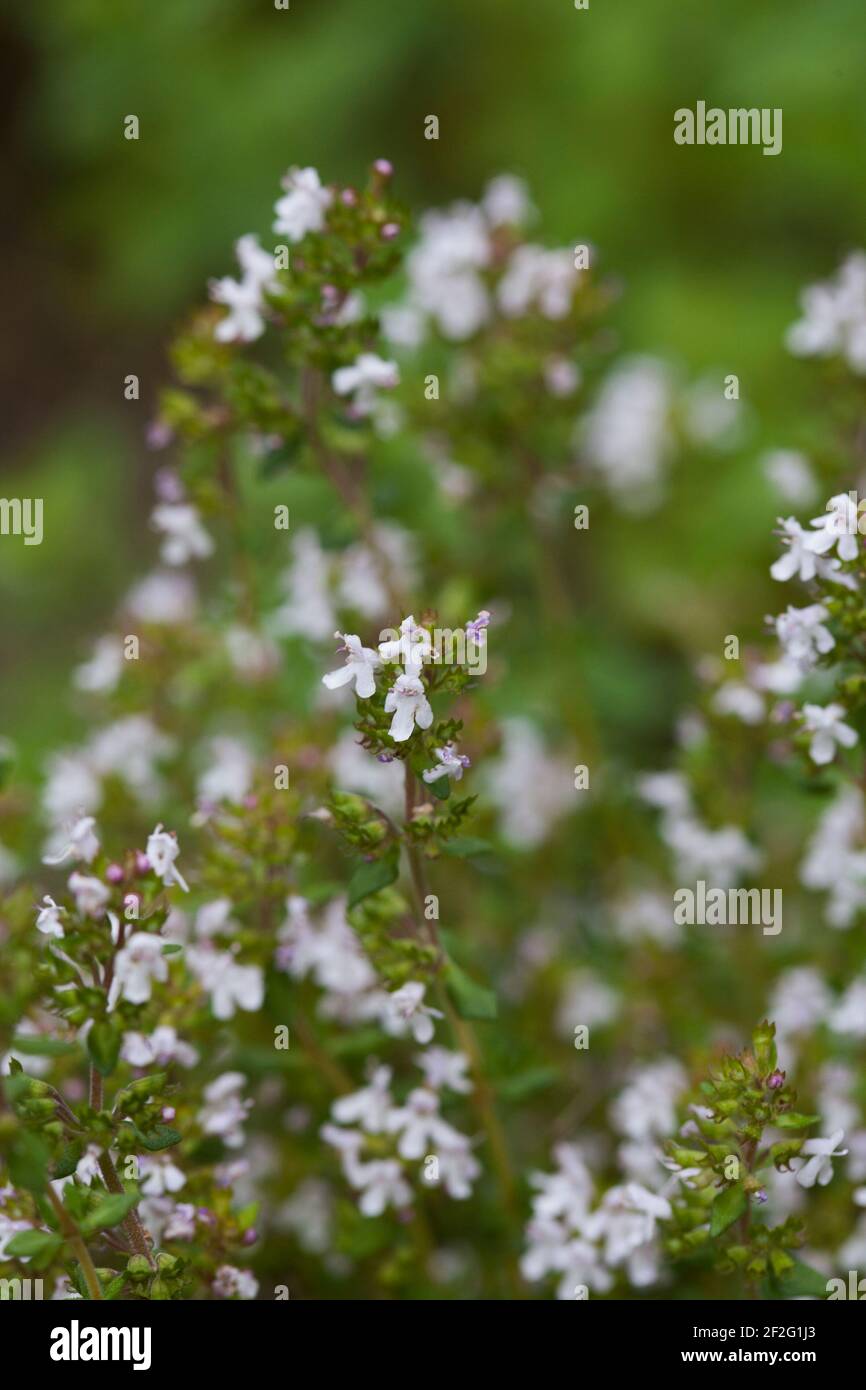 THYMUS  aromatic herbaceous plant Stock Photo