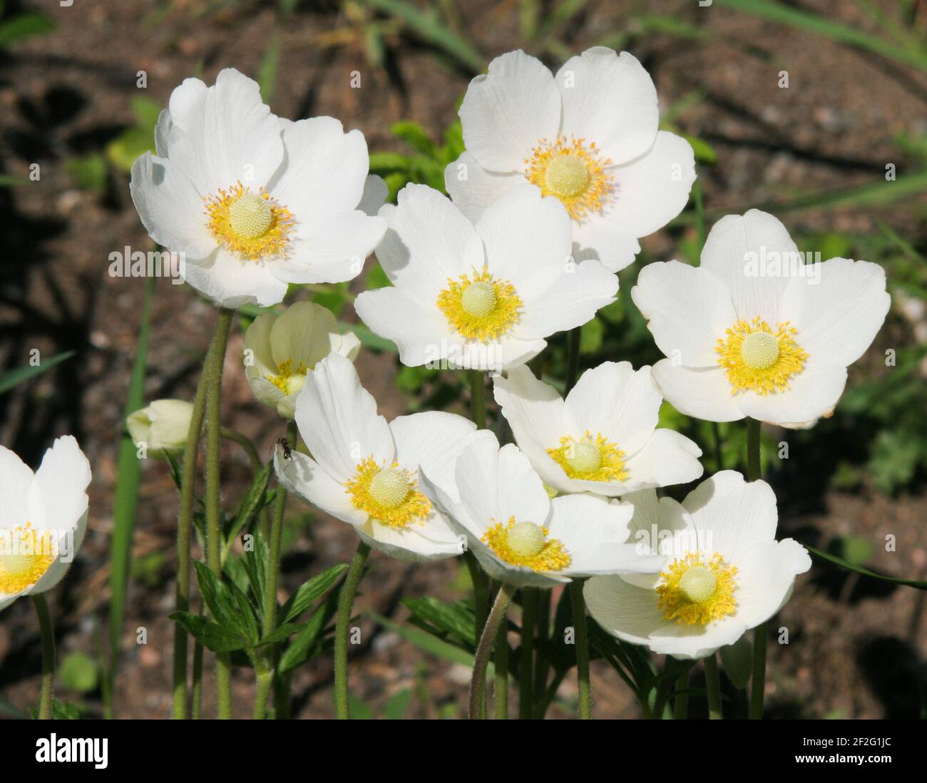 How to plant sylvestris hi-res stock photography and images - Alamy