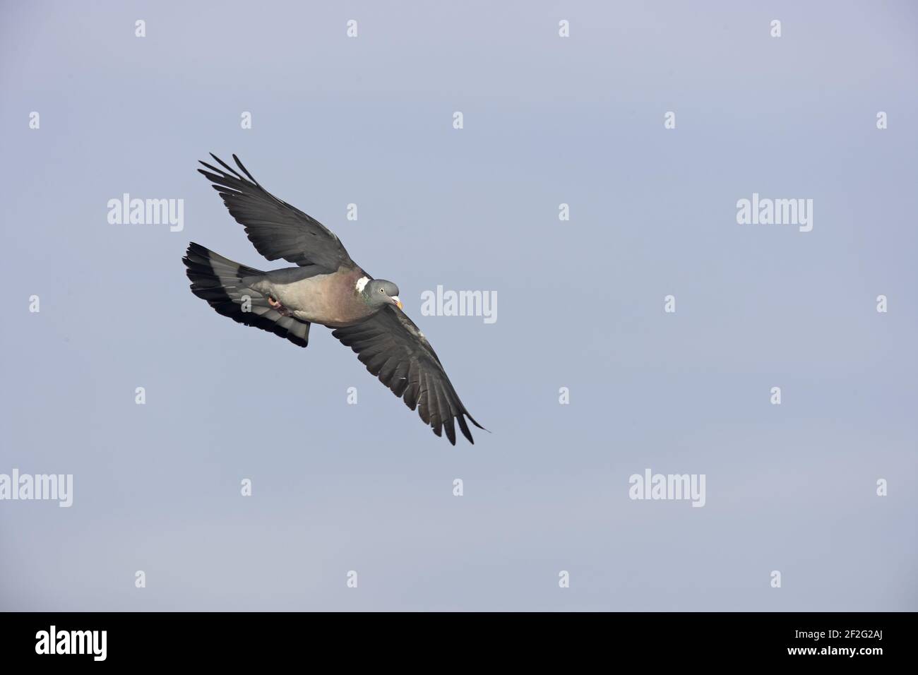 Woodpigeon - In FlightColumba palumbus Severn Valley Gloucestershire, UK BI013125 Stock Photo