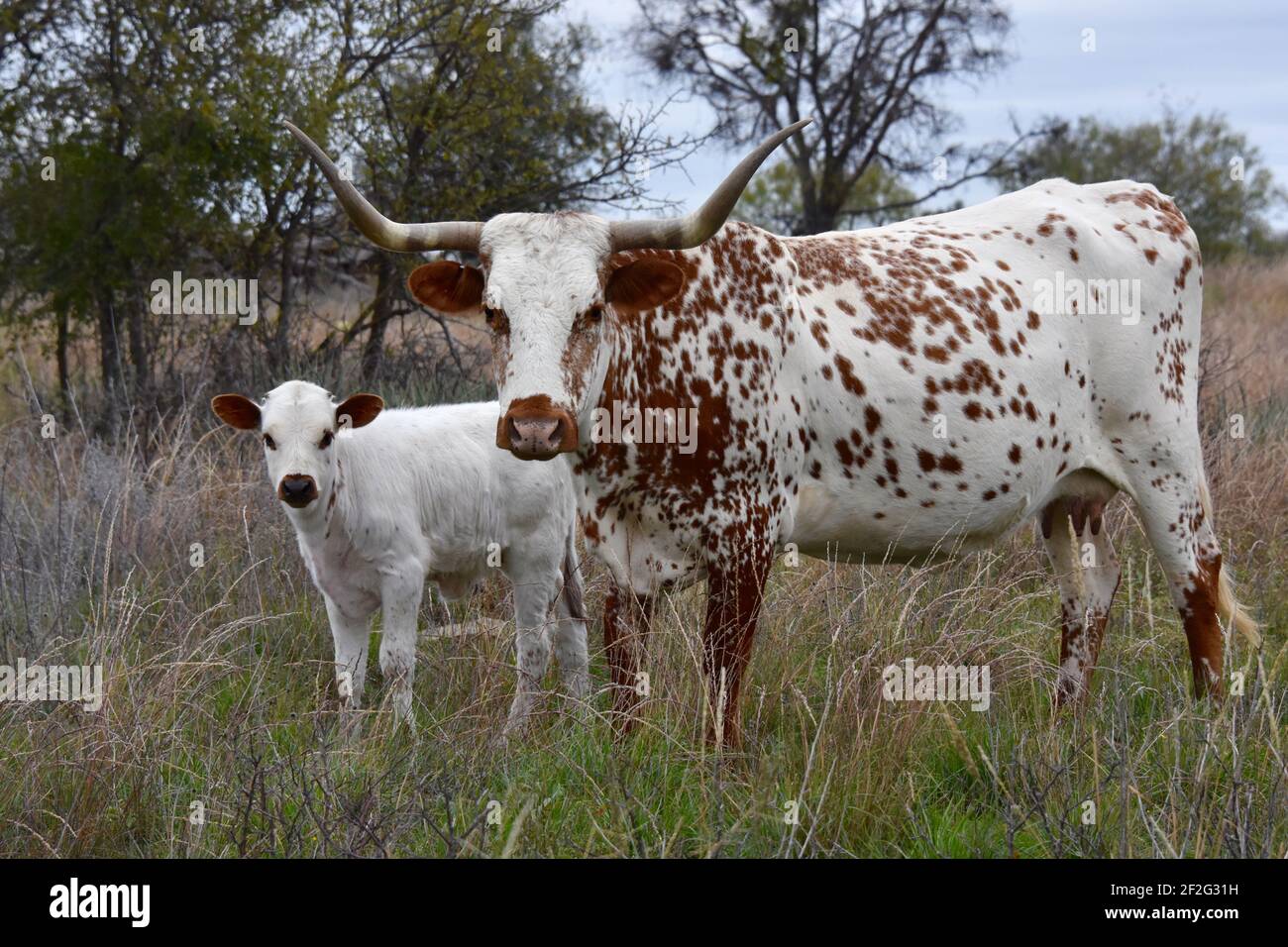 Bio Texas Longhorn Und Highland Cattle – WZXENZ