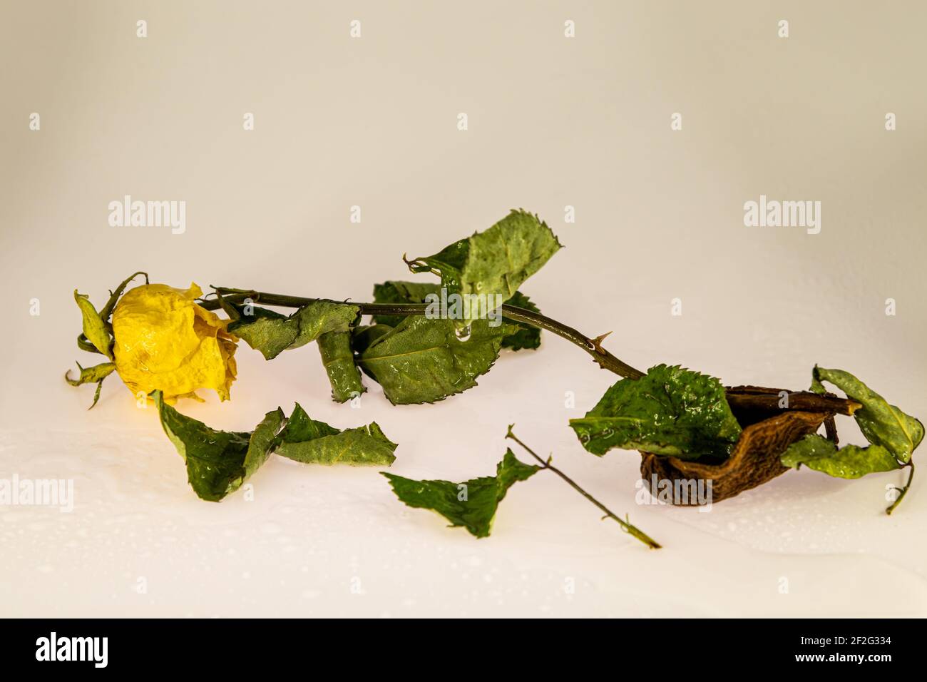 yellow dried rose Stock Photo