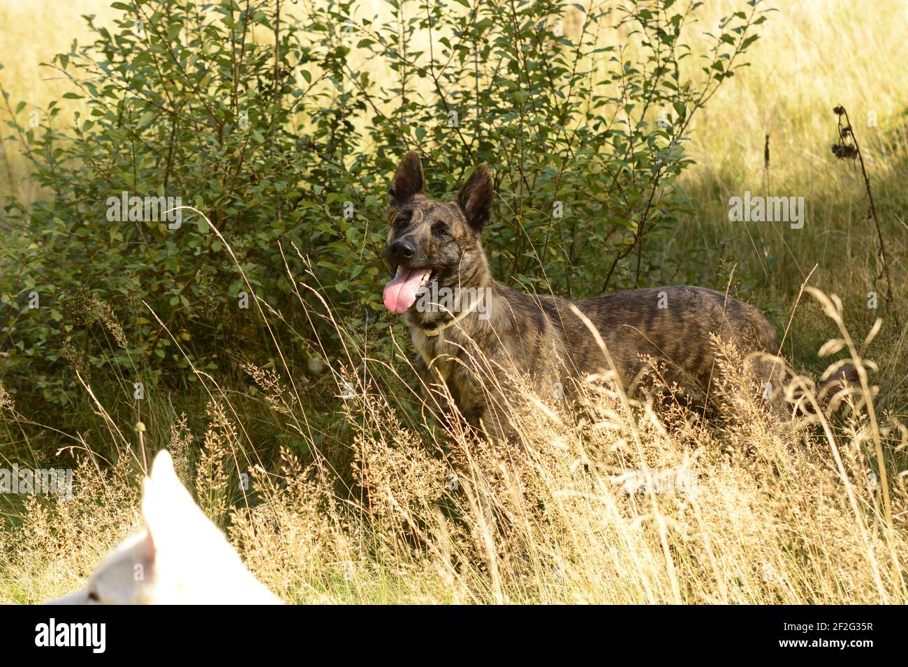 Dutch shepherd cheap husky