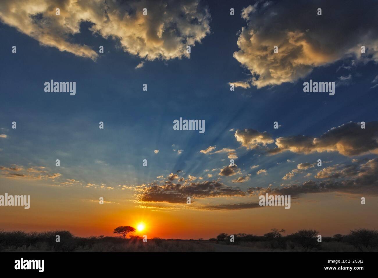Acacia tree (genus Acacia) stands in Etosha National Park, Namibia, Africa Stock Photo