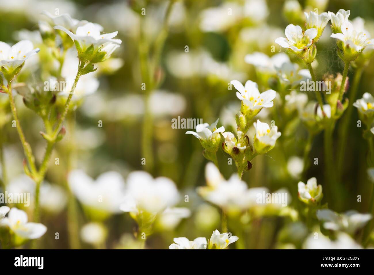 Beautiful white flowers - Astmoossteinbrech, Saxifraga hypnoides, Steinbrech - selective focus Stock Photo