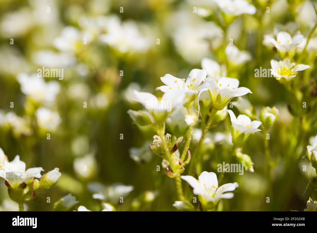 Beautiful white flowers - Astmoossteinbrech, Saxifraga hypnoides, Steinbrech - selective focus Stock Photo