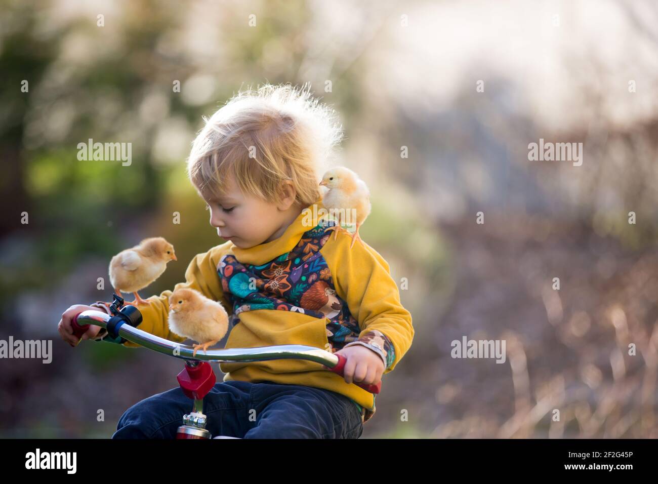 Sweet cute blond child, toddler boy, riding tricycle with little chicks ...