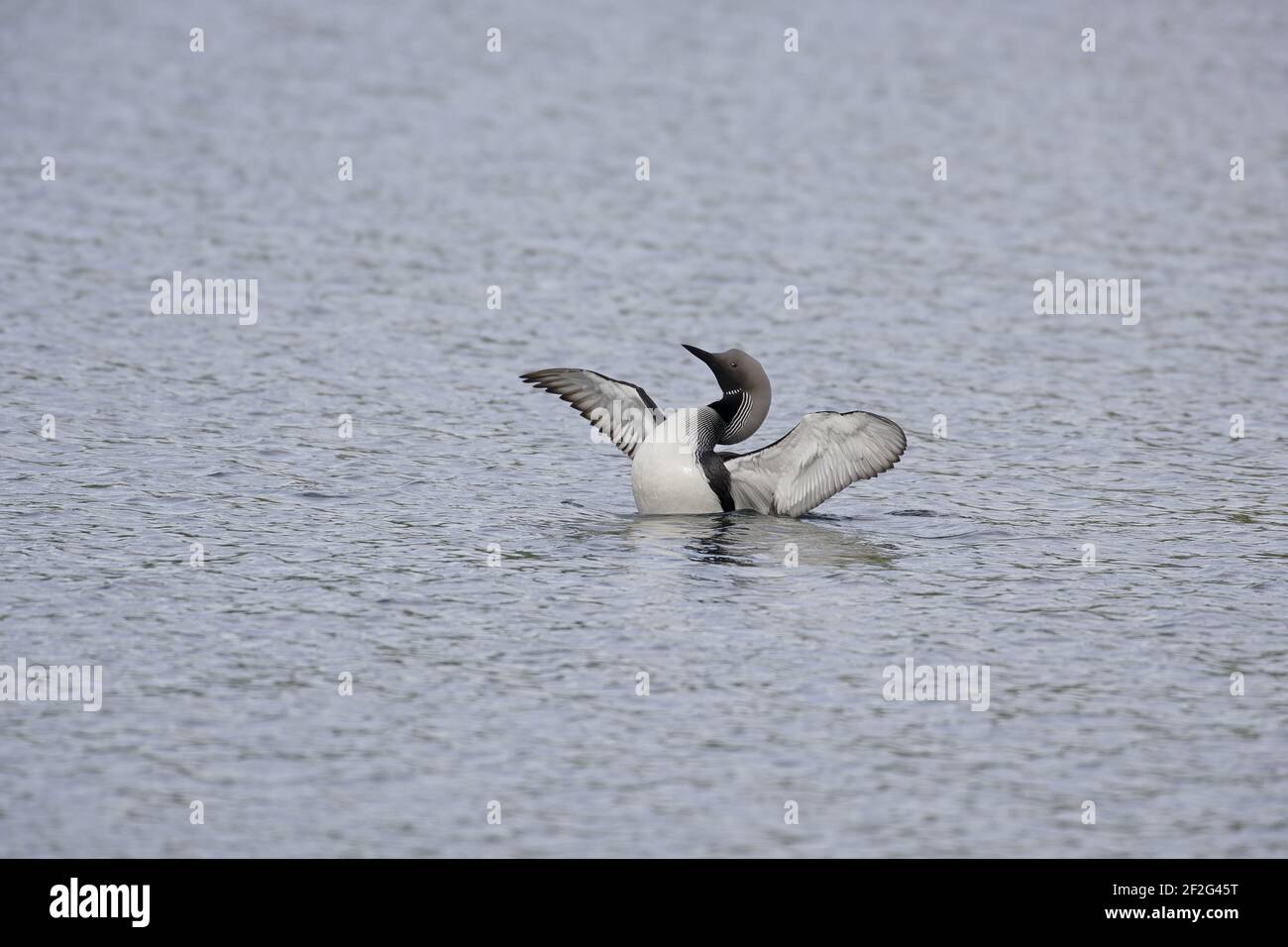 Black Throated Diver - Stretching Wings Gavia arctica Finland BI014211 Stock Photo