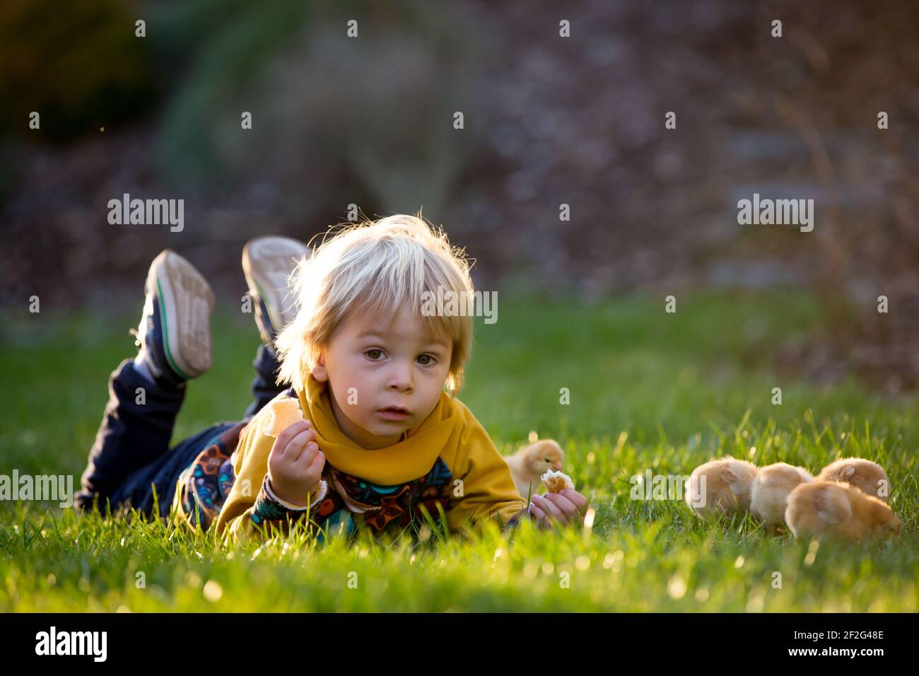 Sweet cute blond child, toddler boy, riding tricycle with little chicks ...