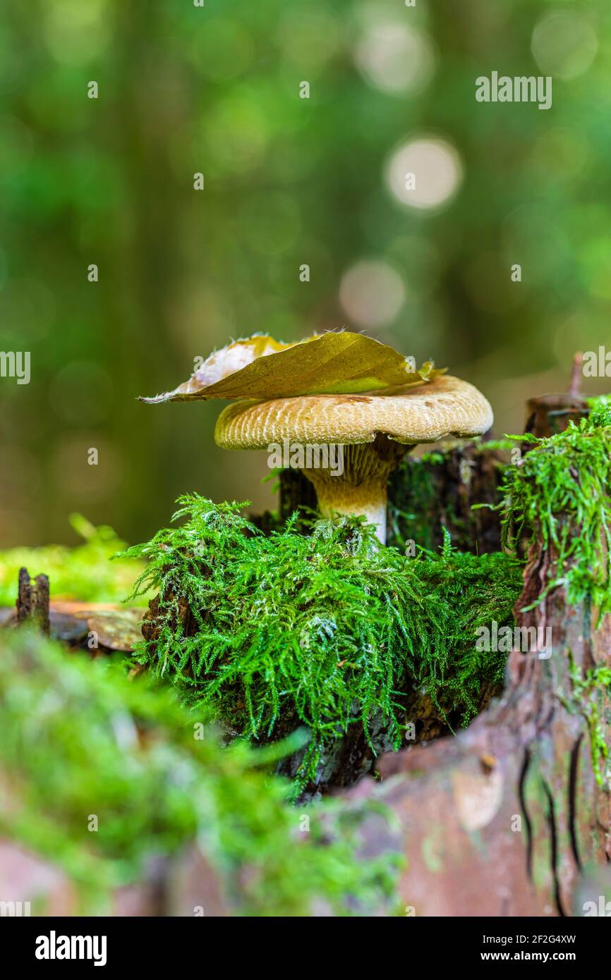 Mushrooms in the forest, natural habitat Stock Photo Alamy