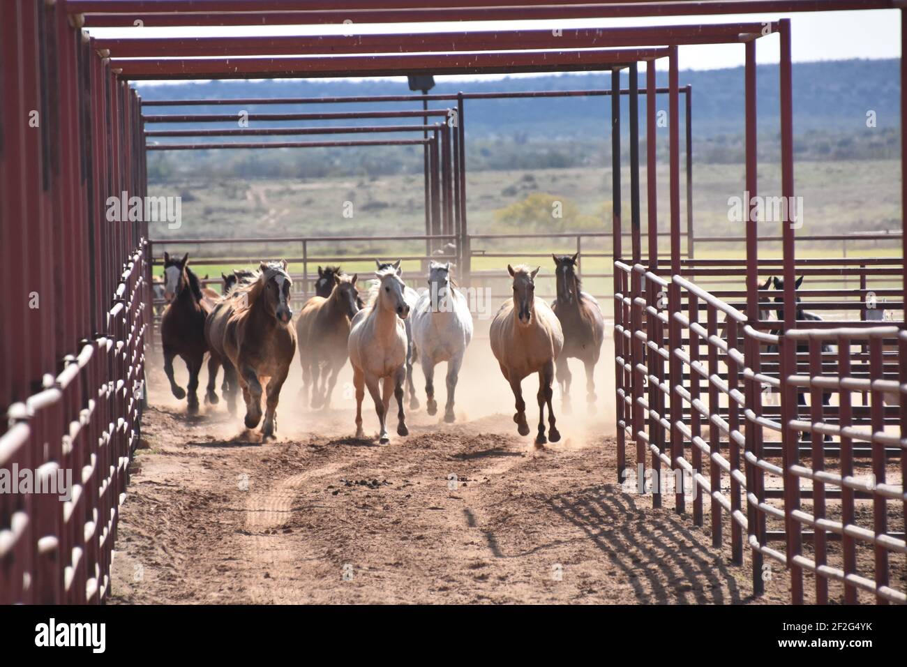 Galloping horses at 6666 Ranch, Guthrie, Texas, USA Stock Photo Alamy