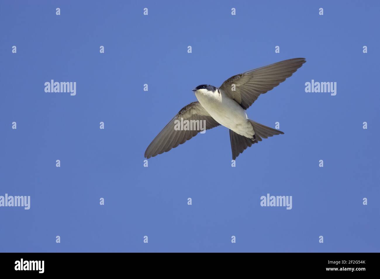 House martin in flight delichon hires stock photography and images Alamy