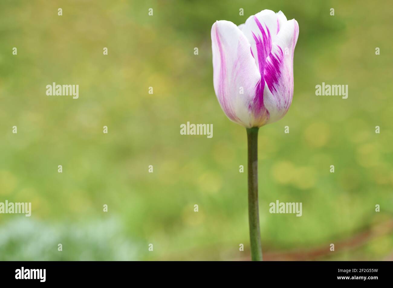 the bud of a white purple tulip flower in full bloom close up against a ...