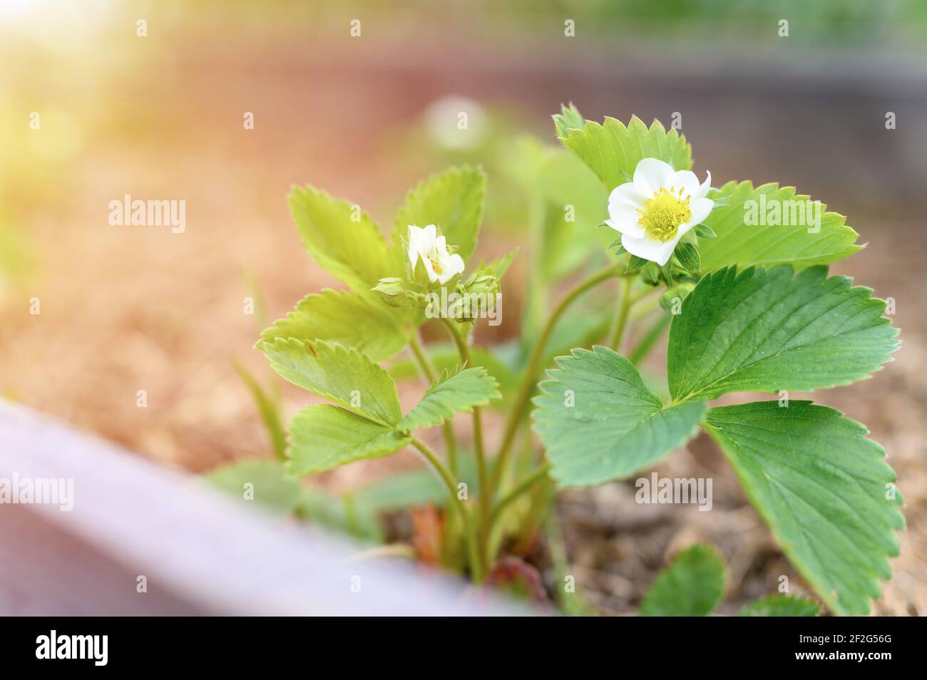 a blooming strawberry bush in a garden bed in spring. flare Stock Photo ...
